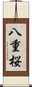 八重桜 Scroll