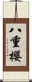 八重櫻 Scroll