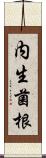 内生菌根 Scroll