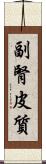 副腎皮質 Scroll