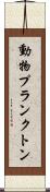 動物プランクトン Scroll
