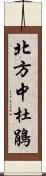 北方中杜鵑 Scroll