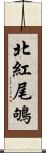 北紅尾鴝 Scroll