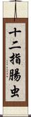 十二指腸虫 Scroll
