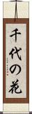 千代の花 Scroll