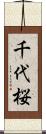 千代桜 Scroll