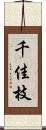 千佳枝 Scroll