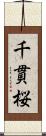 千貫桜 Scroll