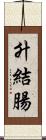 升結腸 Scroll