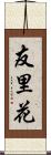 友里花 Scroll