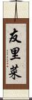友里菜 Scroll