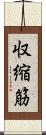 収縮筋 Scroll