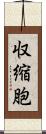 収縮胞 Scroll