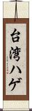 台湾ハゲ Scroll