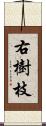 右樹枝 Scroll