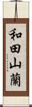和田山蘭 Scroll