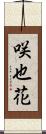 咲也花 Scroll