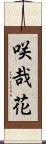 咲哉花 Scroll