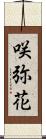 咲弥花 Scroll