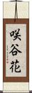 咲谷花 Scroll