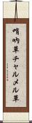 哨吶草 Scroll