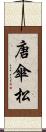 唐傘松 Scroll