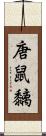 唐鼠黐 Scroll