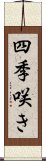 四季咲き Scroll