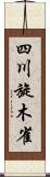 四川旋木雀 Scroll