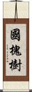 國槐樹 Scroll