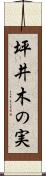 坪井木の実 Scroll