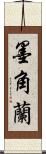 墨角蘭 Scroll