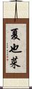 夏也菜 Scroll