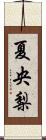 夏央梨 Scroll