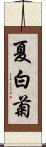 夏白菊 Scroll