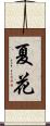 夏花 Scroll