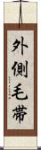 外側毛帯 Scroll