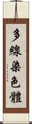 多線染色體 Scroll