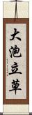 大泡立草 Scroll