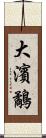 大濱鷸 Scroll