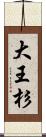 大王杉 Scroll