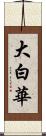 大白華 Scroll