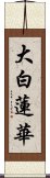 大白蓮華 Scroll