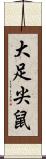 大足尖鼠 Scroll