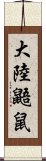 大陸鼯鼠 Scroll