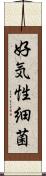 好気性細菌 Scroll