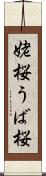 姥桜 Scroll
