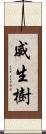 威生樹 Scroll