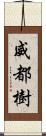 威都樹 Scroll