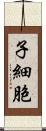 子細胞 Scroll